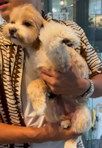 한예슬, 반려견 호텔링 맡겼다가 다리 골절 날벼락