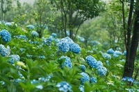전남도, 8월 말까지 ‘여름꽃 수국 축제’