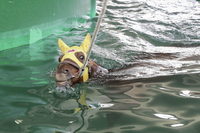 스포츠스타 부럽지 않은 경주마들의 여름나기 어떻길래?