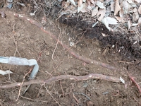 ‘소나무뿌리’ 활용 관절염에 도움주는 건강기능식품 개발...430만 관절염 환자에 ‘단비’