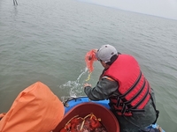 신안군, 세계유산 신안갯벌의 건강성 증진을 위한 낙지 방류