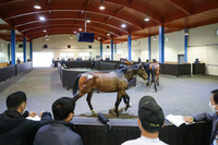 한국마사회 제주목장, 올해 2번째 경주마 경매…최고가 7500만원 기록