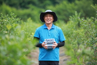 인제군, 블루베리 본격 출하 “무더운 여름, 인제 블루베리 맛 보세요!”
