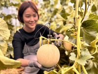 인제군, 대표 여름 특산물 ‘꿀찬멜론’ 본격 출하