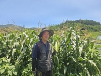 전남도, 7월 친환경농산물에 순천 ‘유기농 옥수수’