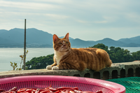고양이 금동이, 털 날리는 오디션 끝 ‘좀비딸’ 애용이  역 확정