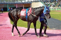 1등급 말 1200m 단거리 승부, 7월 마지막 경주 승자는