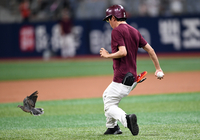 [포토]비둘기의 난입으로 일시 중단되는 롯데와 키움의 고척경기