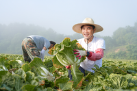 김진태 지사 “토양복원사업 추진, 100억 원 규모 농업안정자금 적기 방출로 가격 안정에 기여”