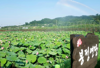 동해시 <제9회 봉정마을 연꽃·천연염색 축제> 개최