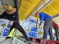 인제군, 풋고추 도매시장에서 최고가 낙찰