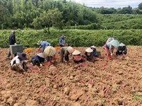해남군,  “ 7-8월 맛보는  햇고구마 수확”