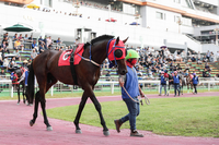 경주마 왕좌 향한다…렛츠런파크 서울, 제40회 KRA컵 클래식 개최