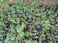 고흥군, ‘콩배 대목(臺木)’ 활용 배 재배기술 국내 최초 도입