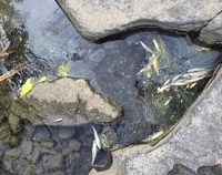 수원시, 어류 집단 폐사 원인‘차량 도장 후 남은 페인트 유출’추정