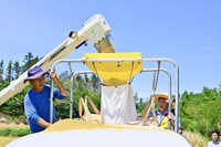 이병선 속초시장, 2025년 첫 벼베기 현장 방문