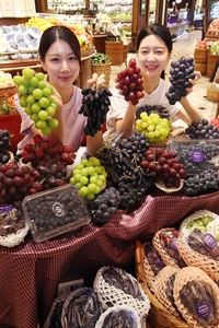 신세계百, 수입 품종 한데 모은 ‘포도의 신세계’ 펼쳐진다