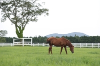 개장 30주년 맞은 한국 말산업 메카…한국마사회 제주목장