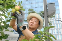 오산시 ‘감사나무 심기’ 첫 수확 사과... 지역 어르신들께 전달