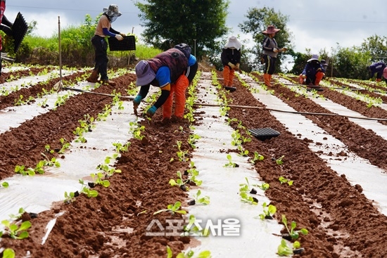 해남군,  명품 ‘해남 배추’ 정식 한창