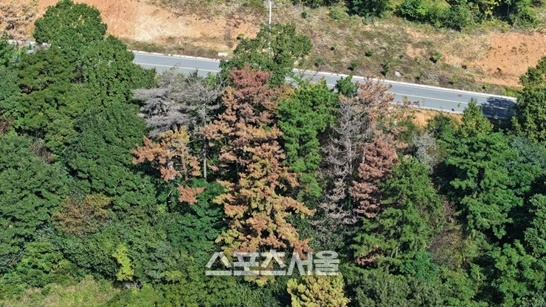 완도군, 소나무 재선충병 방제  추진...내년 3월까지