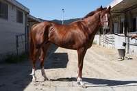 국산 2세 최고마 가린다! 쥬버나일 시리즈 1관문 ‘제30회 문화일보배’ 14일 개최