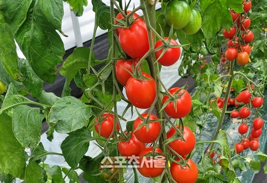 전남농업기술원, 고품질 대추형 방울토마토 신품종 개발