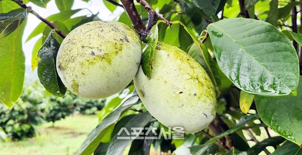 진도군, 친환경 특산품 ‘포포 열매’ 본격 출하