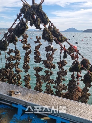 전남해양수산과학원, 여수 굴양식 다각화 연구-교습어장 선정