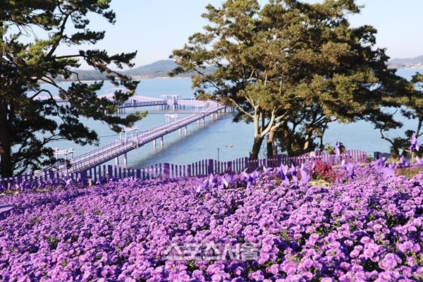 신안군, 퍼플섬 아스타 꽃 축제 10월 말로 연기