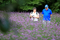 [2025 인제 가을꽃 축제]오늘 27일 (토) 개막!