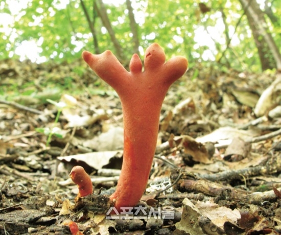 전남산림연구원, “가을철 야생 버섯 섭취 주의하세요”