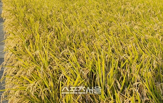 전남도 개발 고품질 새청무 쌀 본격 수확 돌입
