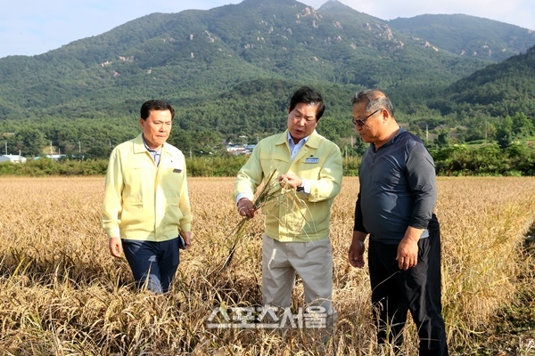 공영민 고흥군수, 벼 ‘깨씨무늬병’ 피해 현장 점검… 확산 방지 총력 대응