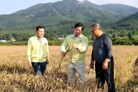 공영민 고흥군수, 벼 ‘깨씨무늬병’ 피해 현장 점검… 확산 방지 총력 대응