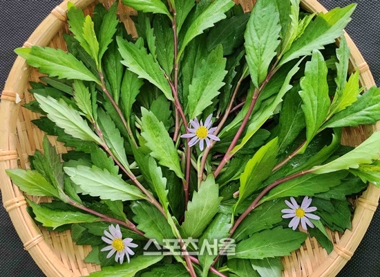 전남농업기술원, 쑥부쟁이 신품종 ‘루비채’ 품종보호 출원