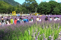 [인제 가을꽃 축제]추석 연휴 연일 흥행 행진!