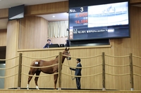 제주 첫 1세마 경매에 ‘한국형 셀렉트 경매’ 방식 최초 도입