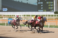 놓치면 후회할 장·단거리 경마 빅매치, 26일 부산서 펼쳐진다