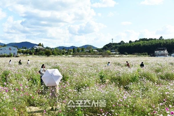 [포토] 담양군, 코스모스 만개로 가을 정취 물씬