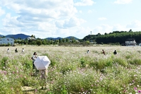 [포토] 담양군, 코스모스 만개로 가을 정취 물씬