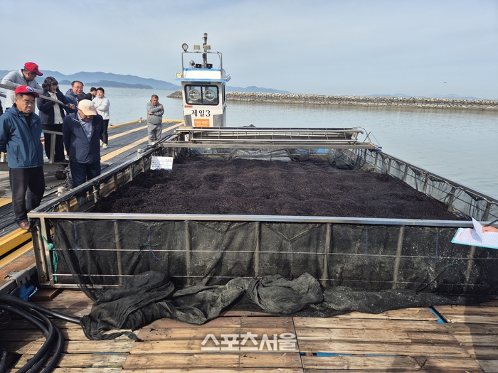 [포토뉴스] 해남군,  “2026년산 햇김 수확 시작됐다”