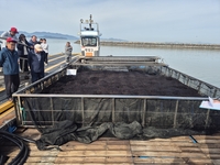 [포토뉴스] 해남군,  “2026년산 햇김 수확 시작됐다”