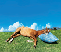 스포츠서울 × 국제웰니스협회 공동 특집기획시리즈