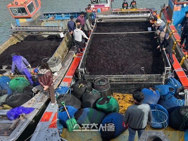 진도군, 올해 첫 햇김 출하... 바삭한 식감 고소한 풍미  일품