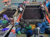 진도군, 올해 첫 햇김 출하... 바삭한 식감 고소한 풍미  일품