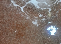 전남도해양수산과학원, 보리새우 종자 200만마리 방류