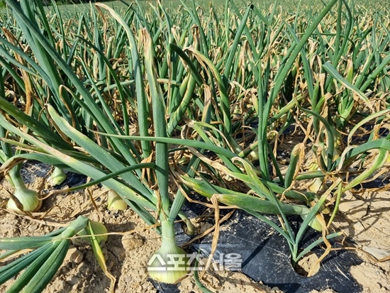 전남도, 마늘·양파 재해보험 가입 기간 연장