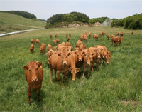 [강원자치도]우량 암소 분양으로 농가 수익 구조 개선 및 품질 향상 유도