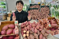 겨울 간식 대세! 롯데마트, 국산 호풍기 고구마 특가전